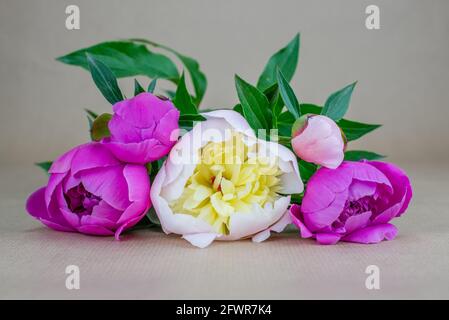 Bouquet mit fünf rosa und weißen Pfingstrosen (Paeonia Officinalis) Stockfoto