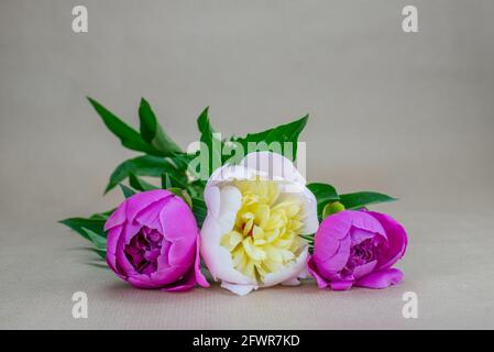 Zwei rosa Pfingstrosen und eine weiße (Paeonia Officinalis) Stockfoto