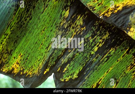 Dunkle, schwarze Läsionen der schwarzen sigatoka-Krankheit (Mycosphaerella fijiensis) auf den Blättern einer Banane, Kolumbien, April Stockfoto