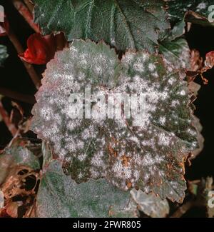 Mehltau (Microsphaera begoniae) auf den Blättern der Begonia x tuberhybrida Stockfoto