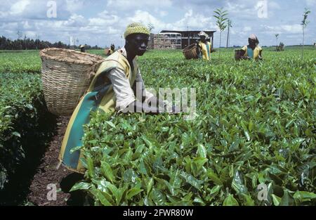 Teepflücker mit Schutzkleidung und einem Rohrkorb, der Tee (Camellia sinensis) aus einer ebenerdigen Ernte, Kenia, Ostafrika, pflückt Stockfoto