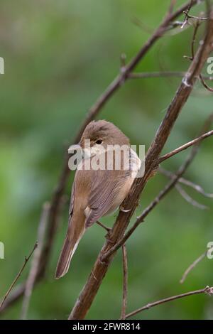 Reed Warbler (Acrocephalus Scirpaceus) Stockfoto