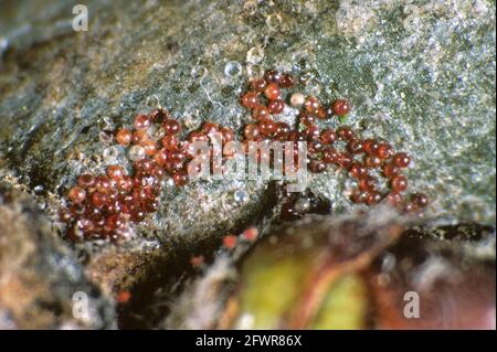 Photomikrograph von überwintern Eier von Obstbaum rote Spinnenmilbe (Panonychus ulmi) auf Apfelholz Stockfoto