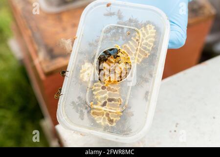 Imker im Bienenanzug, der einen Bienenkamm hält, Imkersession Bienenbaukamm in einem Futterhäuschen, Wachskamm von Bienen in einer Plastikbox, Stockfoto