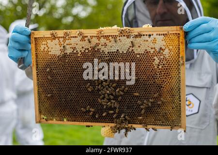 Imker im Bienenanzug, der ein Bienengestell vor dem Bienenstock hält, Imkersession an der Lehranstalt, Imker in Bienenanzügen, Brutrahmen Stockfoto