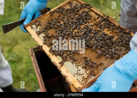 Ein Bienengestell vor dem Bienenstock halten, Imkerei-Sitzung am Lehramt, Imker in Bienenanzügen, Imker-Hands-on-Training, Stockfoto