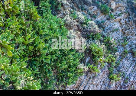 Kaktus aus Kaktus mit Kaktus aus Kaktus an den Hängen Montenegros. Natürliche Landschaft Blumenfoto. Stockfoto