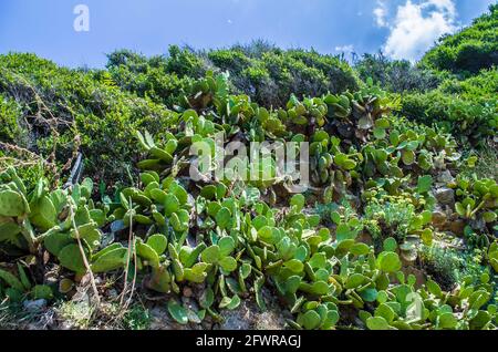 Kaktus aus Kaktus mit Kaktus aus Kaktus an den Hängen Montenegros. Natürliche Landschaft Blumenfoto. Stockfoto