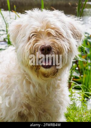 Porträt eines kleinen weißen, schmuddeligen Hundes, Großbritannien Stockfoto