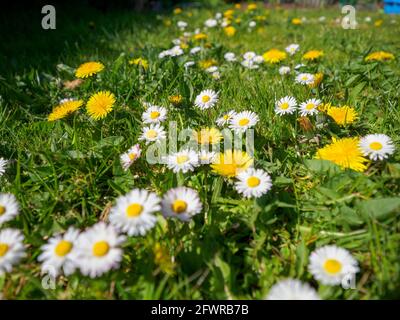 Gras wurde nicht geschnitten, um mehr der Bestäuberpflanzen anzubauen, die Bienen während des No Mow May, Großbritannien, zum Überleben benötigen Stockfoto