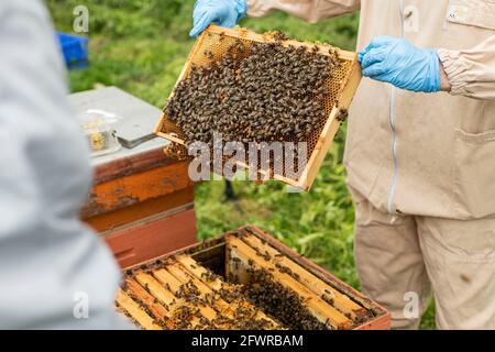 Imkersession im Imkereihaus, Imker in Bienenanzügen, Imkersession mit praktischen Übungen, ein Bienengestell vor dem Bienenstock halten, Stockfoto