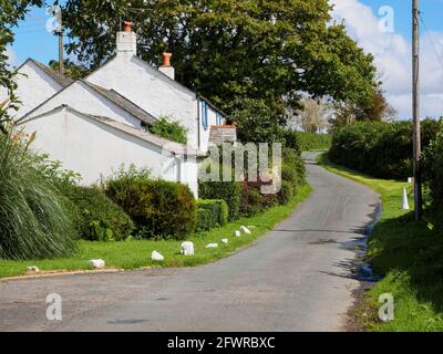 Kleine ruhige Straße mit hübschen weißen Haus, die Straße kreuzt die Grenze zwischen North Cornwall nach North Devon, in der Nähe von Holsworthy, Devon, Großbritannien Stockfoto