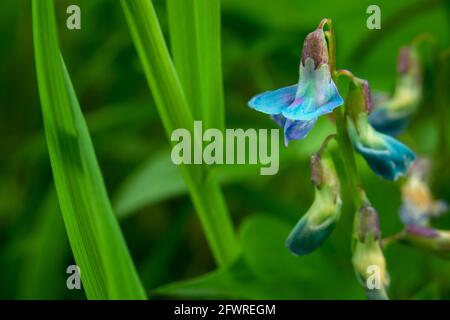 Blaue Frühlingserbsenblüte und grüne Blätter, Ansicht Mai Stockfoto
