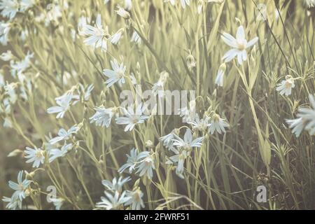 Nahaufnahme von Blüten des mausohrigen Kicherungskrauts (Cerastium). Stockfoto