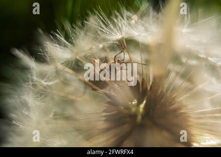 Kleiner Käfer in einer reifen Löwinenfrucht (Taraxacum officinale), Nahaufnahme Makro. Stockfoto