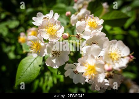 Zarte und kleine Blüten und Knospen der Seidenrose im Frühjahr, botanischer Name ist Rosa sericea. Stockfoto