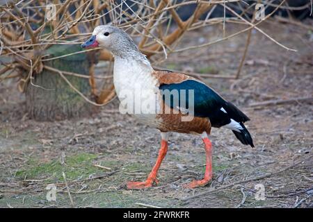 Eine Orinoco-Gans, Neochen jubata, die auf dem Feld läuft Stockfoto