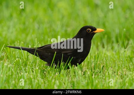 Erwachsenes Amsel-Männchen im Stadtpark. Regungslos im Gras stehen. Auf der Suche nach Essen. Seitenansicht, Nahaufnahme. Gattungsart Turdus merula. Stockfoto