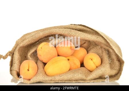 Mehrere reife Ananas-Aprikosen in einem Jutebeutel, Makro, isoliert auf Weiß. Stockfoto