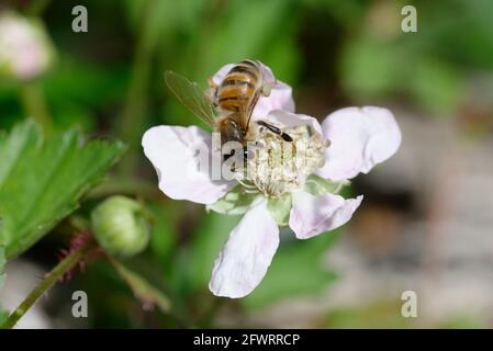 Beere mit Biene Stockfoto