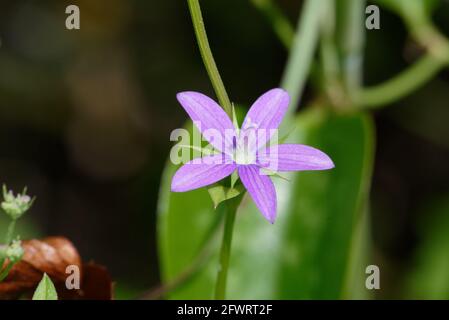 Umklammern Venus Spiegel Stockfoto