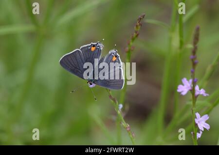 Grauer Hairstreak auf Texas Vervain Stockfoto