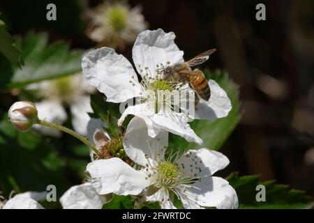 Beere mit Biene Stockfoto