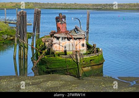 Die verödete Mary D. Hume liegt auf einer Sandbank an der Mündung des Rogue River in der Nähe von Gold Beach, Oregon. Sie wurde 1881 erbaut und schleppte Holz und Passagiere bis 1985, als sie von einem Sturm versenkt wurde. Stockfoto