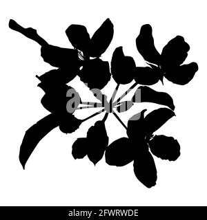 Apfelbaum Zweig in Blüte Silhouette, Vektor-Illustration. Apfelbaum-Zweig. Stock Vektor