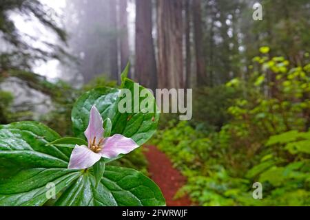 Purple trillium, Trillium erectum, wächst wild im Redwoods National Park. Diese wachsen in der Sektion von Pleasant Creek im Norden Kaliforniens. Stockfoto