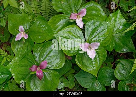 Purple trillium, Trillium erectum, wächst wild im Redwoods National Park. Diese wachsen in der Sektion von Pleasant Creek im Norden Kaliforniens. Stockfoto