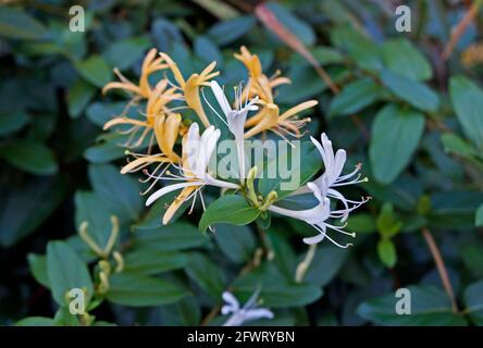 Geißelblumen (Lonicera japonica) im Garten Stockfoto