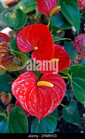 Flamingo-Blüten (Anthurium andraeanum Linden ex Andre) Stockfoto