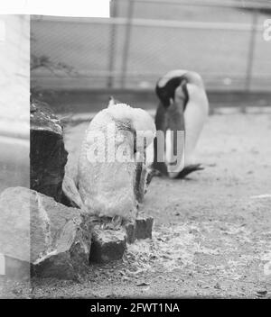 Artis News. Raging Penguin, 11. September 1961, Niederlande, Foto der Presseagentur des 20. Jahrhunderts, zu erinnerende Nachrichten, Dokumentarfilm, historische Fotografie 1945-1990, visuelle Geschichten, Menschliche Geschichte des zwanzigsten Jahrhunderts, Momente in der Zeit festzuhalten Stockfoto