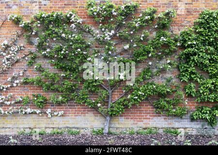 Apfelbaumfan, der auf Drähten angebaut oder gebräunt wird; die Sorte Apple Edward VII wächst im Frühjahr blühend an einer Wand, Cambridgeshire UK Stockfoto