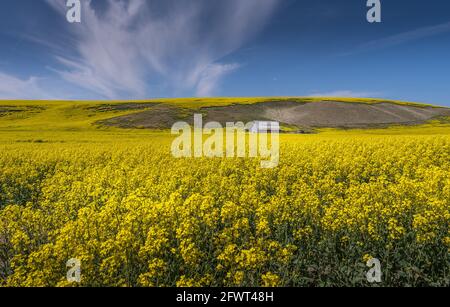 Der PNW-Bus ist ein alter verlassene Schulbus, der nach vielen Jahren immer noch steht. Jetzt ist in einem Feld neben Highwa Stockfoto