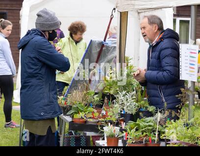 Lokaler Pflanzenverkauf in Großbritannien; Menschen, die während der COVID 19-Pandemie, Stetchworth, Cambridgeshire UK, Pflanzen an einem Stall im Dorf kaufen und verkaufen Stockfoto