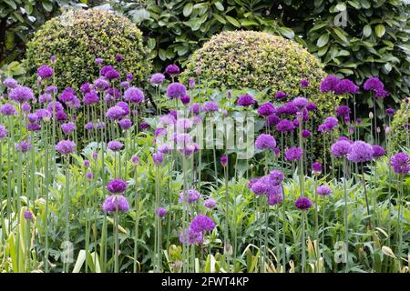 Allium Purple Sensation wächst in einem krautigen Rand - lila Blüten auf Stielen blüht im Mai; Großbritannien Stockfoto