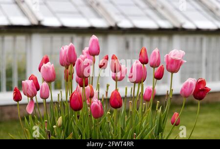Tulpen UK - rote und rosa Tulpen in einem Garten mit einem Gewächshaus im Hintergrund, Großbritannien Stockfoto
