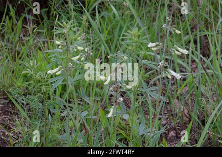 Oklahoma Beardtongue, Penstemon oklahomensis, eingebettet in Gras Stockfoto