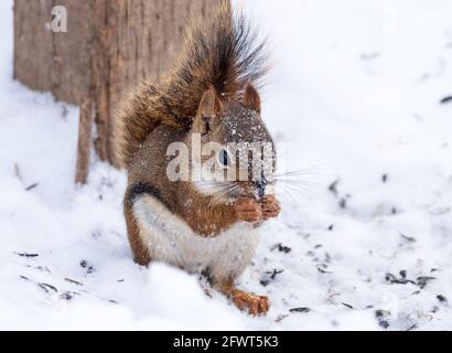 Süßes rotes Eichhörnchen (Tamiasciurus hudsonicus) Essen Sonnenblumenkerne im Schnee Stockfoto