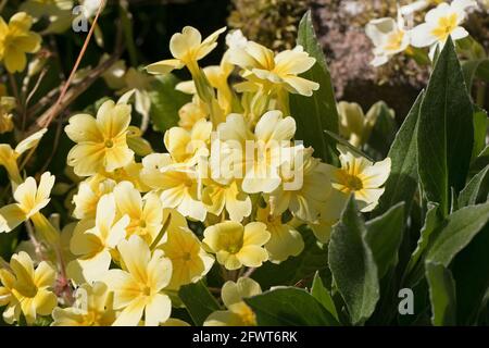 Gelbe Primrose Polyanthus blüht, Primula, blüht im Frühlingssonne, Shropshire, England Stockfoto