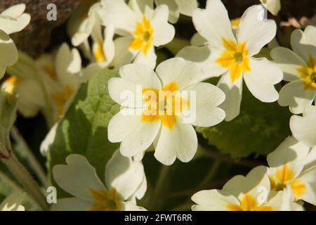 Gelbe Primrose-Polyanthus-Blüten, Primula, blühend in der Frühlingssonne, Nahaufnahme Stockfoto