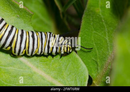 Monarch, Danaus plexippus, Larve, die sich von grünem Milchkraut ernährt, Asclepias viridis Stockfoto