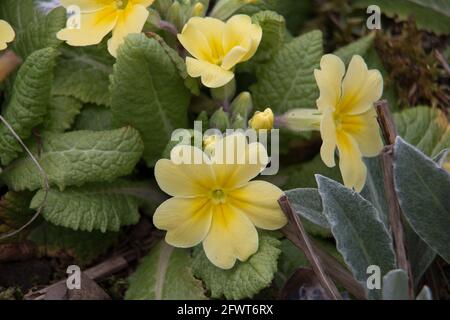 Gelbe Primrose Blüten, Primula vulgaris, blüht im Frühjahr Stockfoto