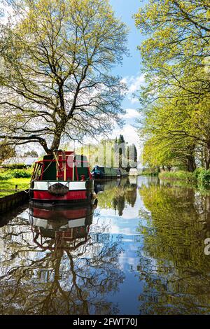 Der Fluss Wey Navigations im ersten grünen Frühling mit traditionellen schmalen Booten, die an einem noch sonnigen Tag flussaufwärts von Papercourt Lock Ripley Surrey, Großbritannien, ankern Stockfoto