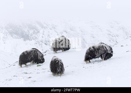 Moschusochsen (Ovibos moschatus) Moschusochsenherde, die im Winter Flechten auf schneebedeckter Tundra fressen, Dovrefjell-Sunndalsfjella-Nationalpark, Norwegen Stockfoto