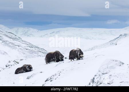 Moschusochsen (Ovibos moschatus) Moschusochsenherde, die im Winter Flechten auf schneebedeckter Tundra fressen, Dovrefjell-Sunndalsfjella-Nationalpark, Norwegen Stockfoto