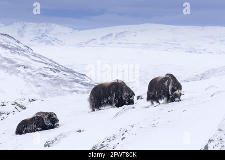 Moschusochsen (Ovibos moschatus) Moschusochsenherde, die im Winter Flechten auf schneebedeckter Tundra fressen, Dovrefjell-Sunndalsfjella-Nationalpark, Norwegen Stockfoto