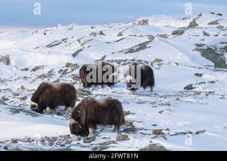 Moschusochsen (Ovibos moschatus) Moschusochsenherde, die im Winter Flechten auf schneebedeckter Tundra fressen, Dovrefjell-Sunndalsfjella-Nationalpark, Norwegen Stockfoto